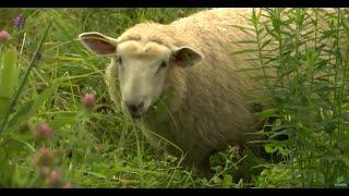 09/24/20 Rotational Grazing on 'Across The Fence'