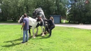 Gypsy Horse Breeding Successfully