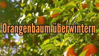 Orangenbaum überwintern Citrus sinensis Überwinterung Winter nicht frosthart