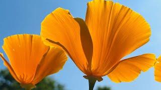 California Poppy 