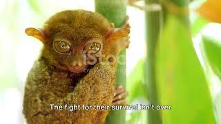 Philippine Tarsier Conservation: Saving the Tiny Treasures!