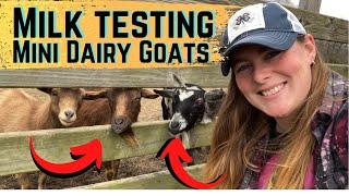 Milk Testing Our Mini Dairy Goat Herd  For The First Time️️