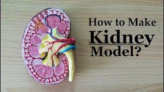 How to make Kidney Model | 3d Thermocol/Styrofoam Carving