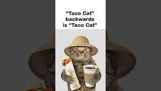 taco cat