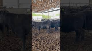 new Hampshire heifers
