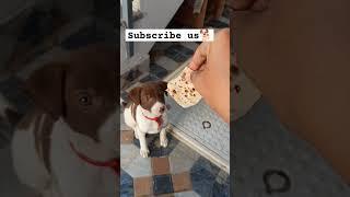 Cute puppy , indian bread puppy training