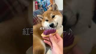 犬ガチャ成功した飼い主#short