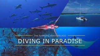 Dive the Tuamotu Archipelago – diving in French Polynesia | wall of sharks! Tauchen in Polynesien 4K