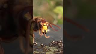 hornet vs ants