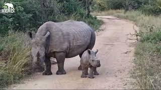 Wildlife the Carers Encounter with the Elephant Herd 