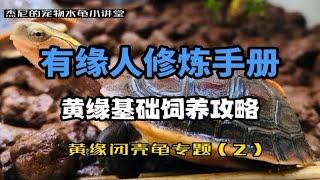 【黄缘闭壳龟专题（2）】有缘人修炼手册，黄缘基础饲养攻略，养黄缘真有大家说得那么香吗？（国龟家族系列）