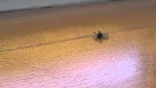 dead fly break dancing