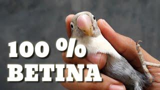 8 Ciri Ciri Lovebird Betina 100% Akurat