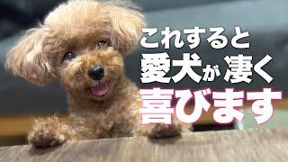 愛犬を喜ばせてあげる方法６選　愛犬が喜ぶ果物と遊び