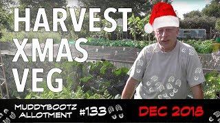 MuddyBootz Allotment #133 - Christmas Dinner Vegetable Harvest