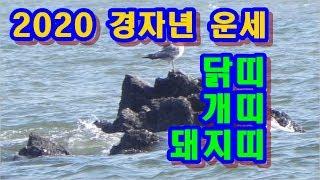 2020년 경자년 운세 -  2020 경자년 닭띠, 개띠, 돼지띠 띠별 사주 운세