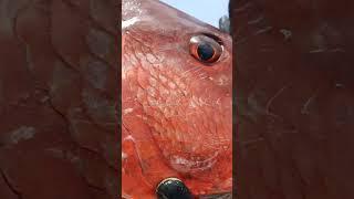 Cubera Snapper #shorts #shortsviral #shortsfeed