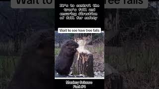 Beaver knock down trees #beavers #dam #building #funny #facts #scream #animal #wildlife #saves #man