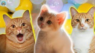 Meow Meow Cat - Gemoy Onyen Cat - Compilation of Cute Onyen Cats That Like to Play