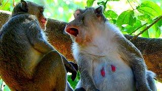 Jane monkey reacted suddenly cos pregnant Jazzy acted unnormal while br@t Jonna gave up and left.