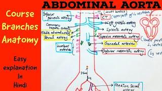 ABDOMINAL AORTA - Gross anatomy- Branches- Course - Hindi