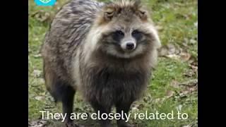 The Raccoon Dog