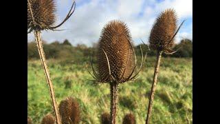 Teasel (Dipsacus fullonom)