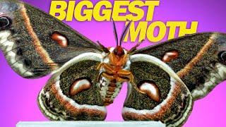 Cecropia Moth + 9 Moths in Slow Motion!
