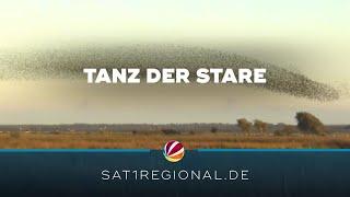 Unvergleichliches Naturschauspiel: Tanz der Stare in Nordfriesland