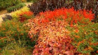 Gardening for the Fall Season | P. Allen Smith Classics