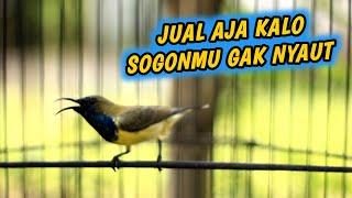 SOGOK ONTONG NGRIWIK INI EFEKTIF UNTUK PANCINGAN PENGGACOR SEMUA SOGON‼️