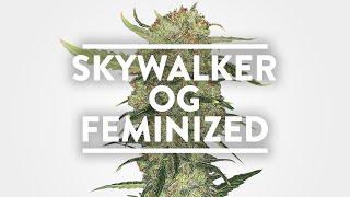 Skywalker OG Feminized Strain Information | MSNL