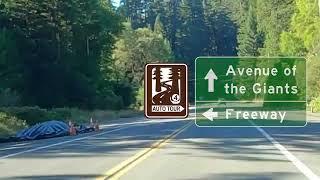 Avenue of the Giants (SR 254) - Humboldt Redwoods State Park