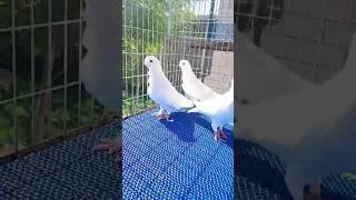 Choose Top Quality Pigeons 