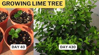 Growing lime tree from seeds (DAY 1 to DAY 430)