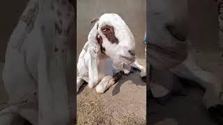 Manah️#shortsviral #ytshorts #goats
