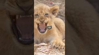 Adorable Baby Lion's Playtime Antics!