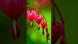 KB Facts : Bleeding Heart