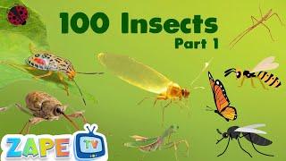 Bugs that Crawl and Fly - Part 1 | Insects Song | Learning Science | Nursery Rhymes | Zape TV