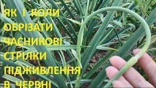 Обрізаємо стрілки та підживлюєм часник і цибулю за для урожаю