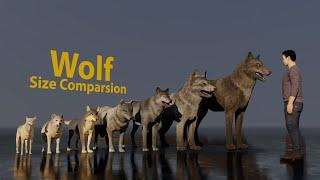 Wolf size comparsion