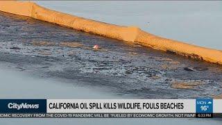 California oil spill kills wildlife, fouls beaches