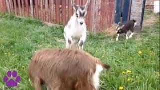 The Cutest Baby Farm Animals We Could Find!