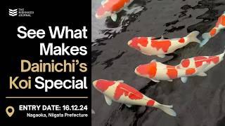 Exploring the Masterpieces of Dainichi Koi Farm! | The Nishikigoi Journal | EP #071