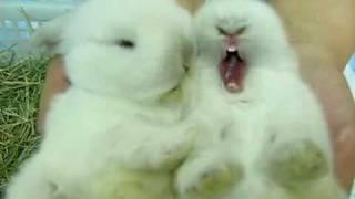 Fluffy Bunny - Bunnies take care of each other