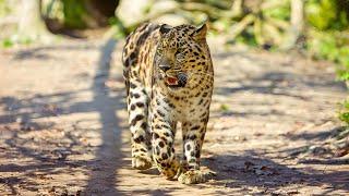 Leopard Facts: Habitat, Species and Behavior Revealed | Wild Animal Video