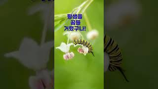 벌레[이정록시인]시낭송전시우TV(본명:전상무)고은하.봉경미Shorts.명시.좋은시,애송시.한국인이좋아하는명시.이정록명시