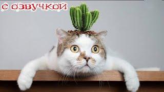 Приколы с котами! Смешные коты! - С ОЗВУЧКОЙ! СМЕШНЫЕ ЖИВОТНЫЕ! До слез!