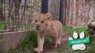 Baby Lion Hondo #1 - Idaho Falls Zoo