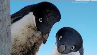 Thief Steals From Adelie Penguin & Robot Spy Adelie Penguin